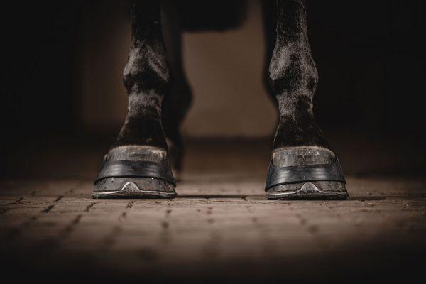 One equestrian rubber hoofband - HorseworldEU