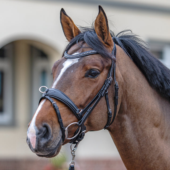 Passier lunging bridle