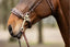 Trust Sopot bridle