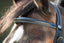 HFI anatomic bridle - HorseworldEU