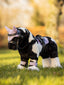 LeMieux toy pony razzle - HorseworldEU